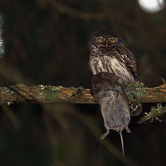 photo "Glaucidium passerinum"