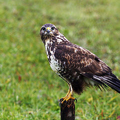 photo "Buteo buteo"