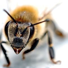 фото "Bee"