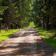 photo "In the spring forest"