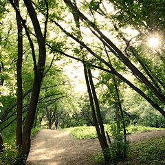 photo "Forest trail"