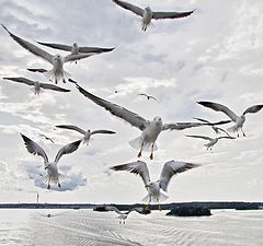 фото "Оглянись, улетая..."