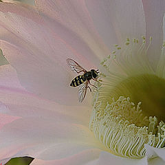 photo "Echinopsis"