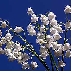 photo "White bells on blue sky / Белые звонки на синем небе"