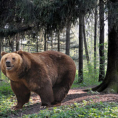 photo "Bear in the wood"