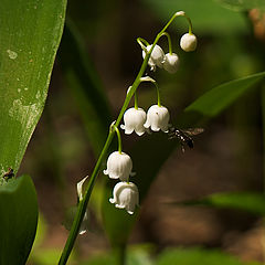 photo "Lily of the valley and fly"