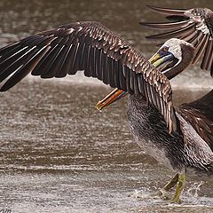 фото "wings in my wind"