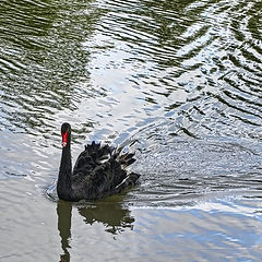 photo "black swan"