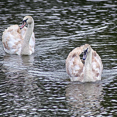 photo "Kingly birds"