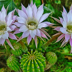 фото "Flowering  Echinopsis oxygona"