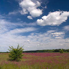 фото "Краски лета"