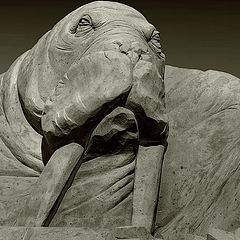 photo "walrus"