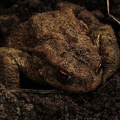 photo "Toad"