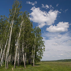 фото "У березовой рощи"