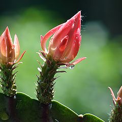photo "Cactus bloom"