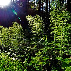 фото "The Forest"