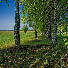 фото "ранняя Троица"