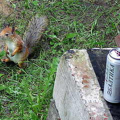 photo "The guest from forest"