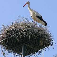 фото "Stork"