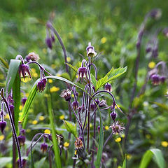 photo "May meadow flowers"