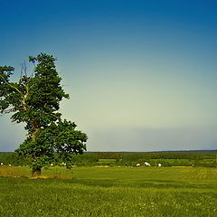 фото "Дерево петух"