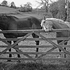 photo "- And can you, please, give me some of that tasty grass?..."