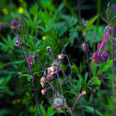 photo "May meadow flowers - 2"