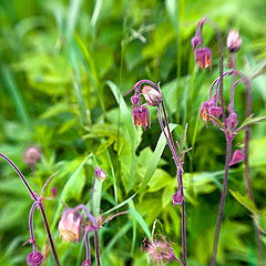 photo "May meadow flowers - 3"