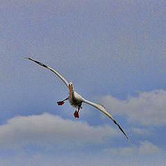 photo ""... pelican flight check gear down, Cleared to Land.""