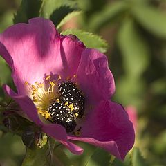 фото "Пора просыпаться"