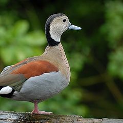 photo "duck"