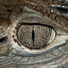 фото "Eye cayman"