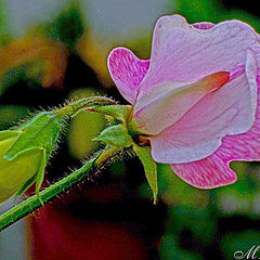 photo "Pea flower"