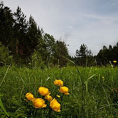 фото "Лето крупным планом.."