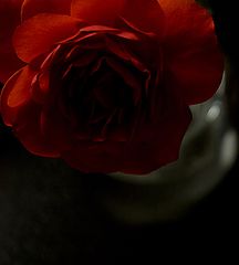 фото "Lavoe"