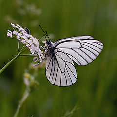 photo "Butterfly"