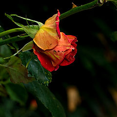 photo "***"