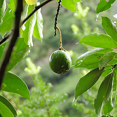 photo "Passion Fruit"