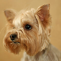 photo "Head of Yorkshire Terrier"