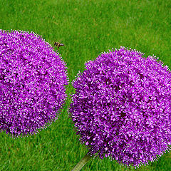 photo "Spheres with flowers / Сферы с цветами"
