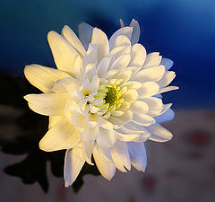 фото "Цветок хризантемы"