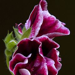 photo "pelargonium"