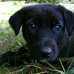 photo "my name is Merlin"