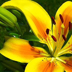 photo "asian lily"