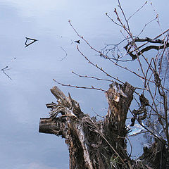 фото "a portrait of the snag"