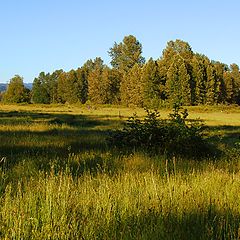 фото "поле"