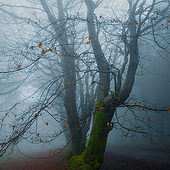 photo "Mystic Land"