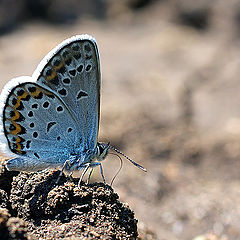 photo "макро бабочка голубянка"