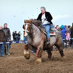 фото "Belgian drafthorse"