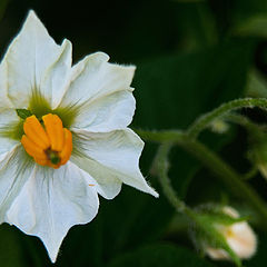 фото "potato flower"
